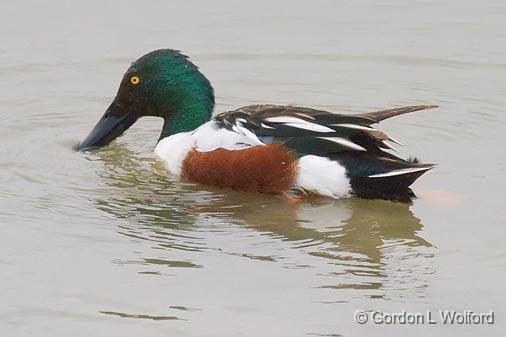 Northern Shoveler_41950.jpg - Male Northern Shoveler (Anas clypeata)Photographed along the Gulf coast on Mustang Island near Corpus Christi, Texas, USA.